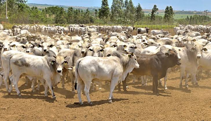 Carne bovina