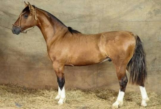 Cavalo crioulo