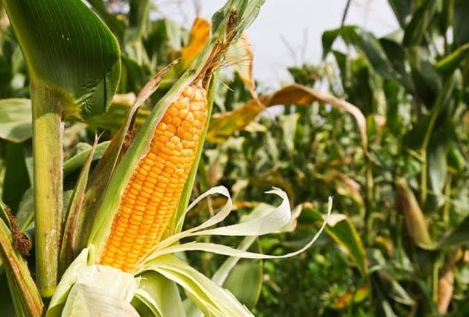 Parceria agrícola